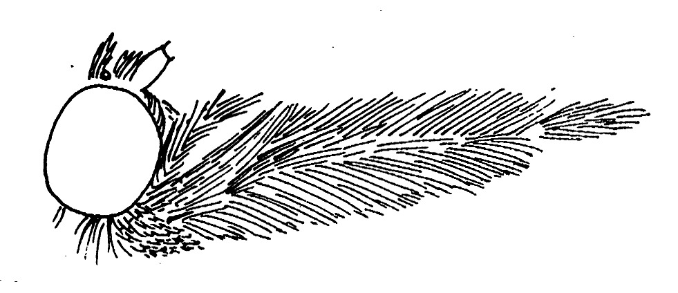 Kop van Schoenobius gigantella (Pyralidae) van opzij.